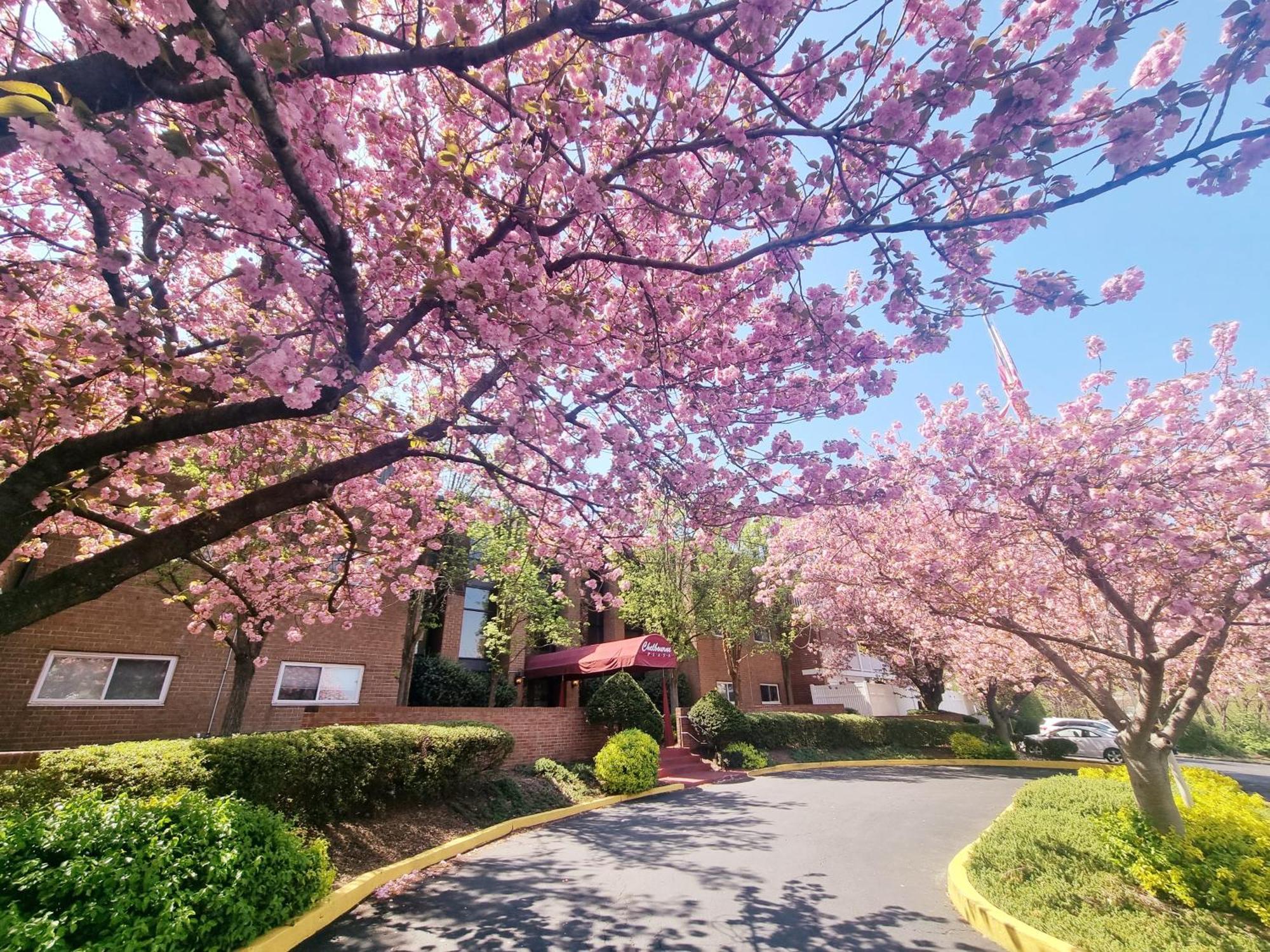 Apartment Charming 2br 2b In Elkins Park, Parking, Pool